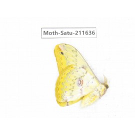 Cricula andrei. China, Yunnan, Zhaotong area, Yiliang county. 1Pcs. Moth-Satu-211636.