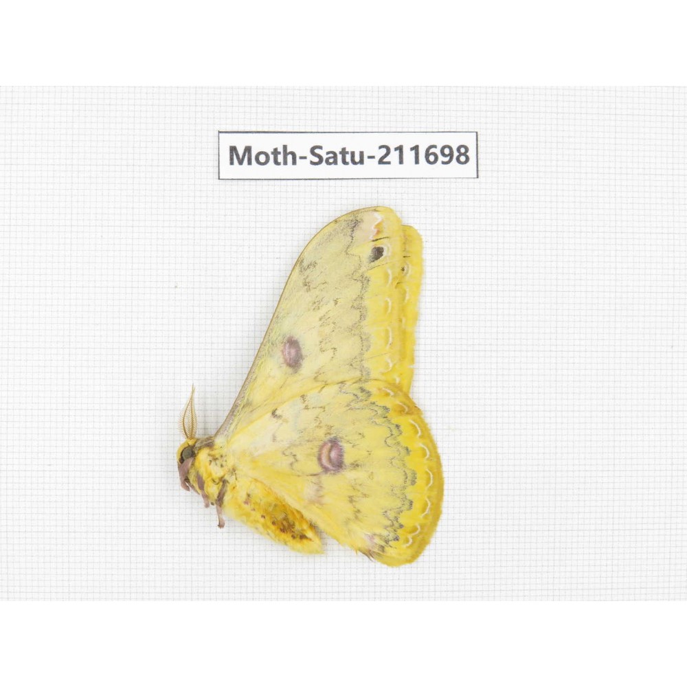 Cricula andrei. China, Yunnan, Zhaotong area, Yiliang county. 1Pcs. Moth-Satu-211698.