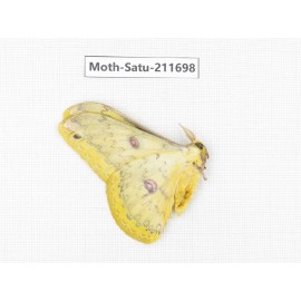 Cricula andrei. China, Yunnan, Zhaotong area, Yiliang county. 1Pcs. Moth-Satu-211698.