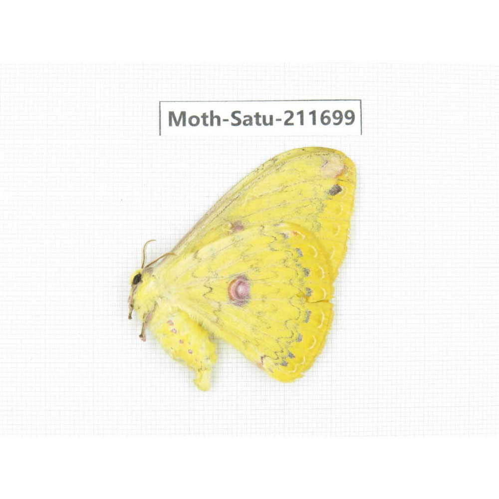 Cricula andrei. China, Yunnan, Zhaotong area, Yiliang county. 1Pcs. Moth-Satu-211699.
