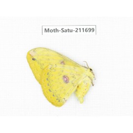 Cricula andrei. China, Yunnan, Zhaotong area, Yiliang county. 1Pcs. Moth-Satu-211699.