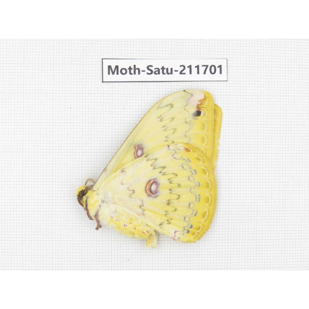 Cricula andrei. China, Yunnan, Zhaotong area, Yiliang county. 1Pcs. Moth-Satu-211701.