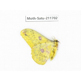 Cricula andrei. China, Yunnan, Zhaotong area, Yiliang county. 1Pcs. Moth-Satu-211702.