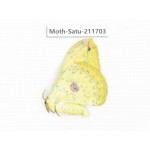 Cricula andrei. China, Yunnan, Zhaotong area, Yiliang county. 1Pcs. Moth-Satu-211703.