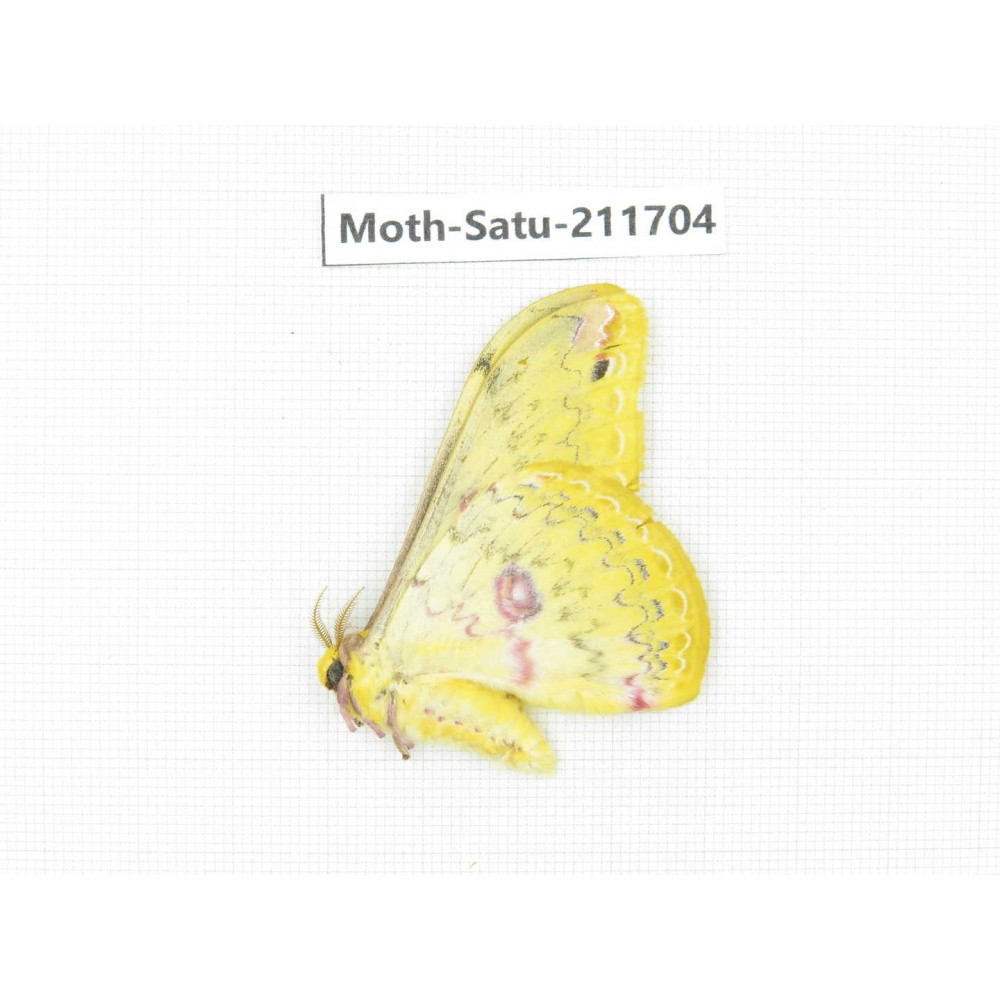 Cricula andrei. China, Yunnan, Zhaotong area, Yiliang county. 1Pcs. Moth-Satu-211704.