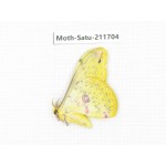 Cricula andrei. China, Yunnan, Zhaotong area, Yiliang county. 1Pcs. Moth-Satu-211704.