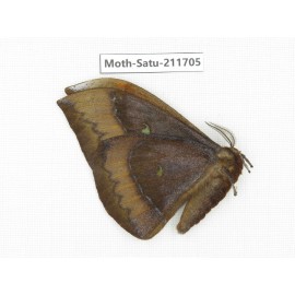 Cricula andrei. China, Yunnan, Zhaotong area, Yiliang county. 1Pcs. Moth-Satu-211705.