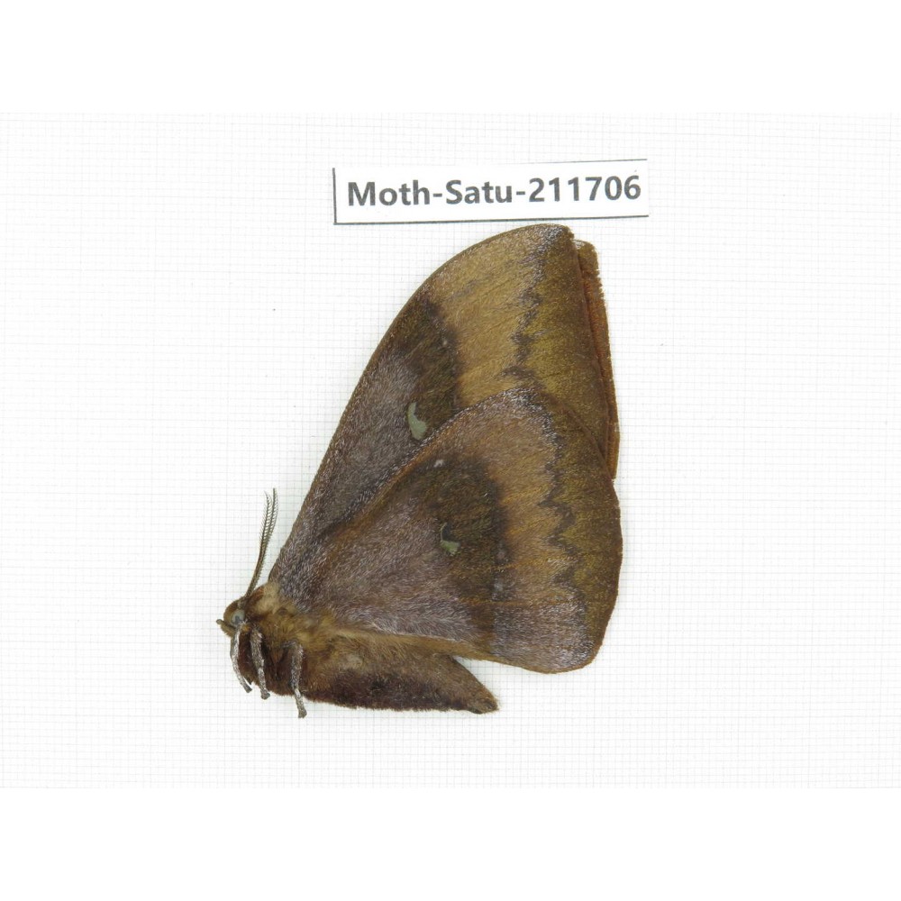 Cricula andrei. China, Yunnan, Zhaotong area, Yiliang county. 1Pcs. Moth-Satu-211706.
