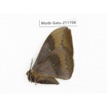Cricula andrei. China, Yunnan, Zhaotong area, Yiliang county. 1Pcs. Moth-Satu-211706.