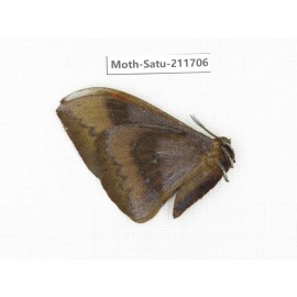 Cricula andrei. China, Yunnan, Zhaotong area, Yiliang county. 1Pcs. Moth-Satu-211706.