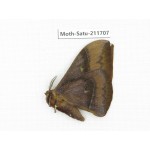 Cricula andrei. China, Yunnan, Zhaotong area, Yiliang county. 1Pcs. Moth-Satu-211707.