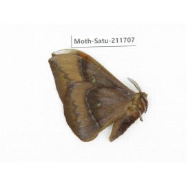 Cricula andrei. China, Yunnan, Zhaotong area, Yiliang county. 1Pcs. Moth-Satu-211707.