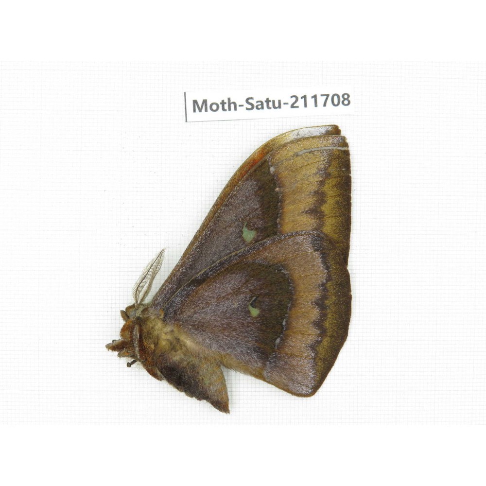Cricula andrei. China, Yunnan, Zhaotong area, Yiliang county. 1Pcs. Moth-Satu-211708.
