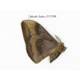 Cricula andrei. China, Yunnan, Zhaotong area, Yiliang county. 1Pcs. Moth-Satu-211708.