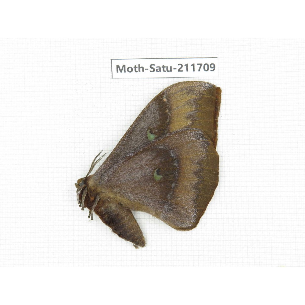 Cricula andrei. China, Yunnan, Zhaotong area, Yiliang county. 1Pcs. Moth-Satu-211709.