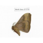 Cricula andrei. China, Yunnan, Zhaotong area, Yiliang county. 1Pcs. Moth-Satu-211710.