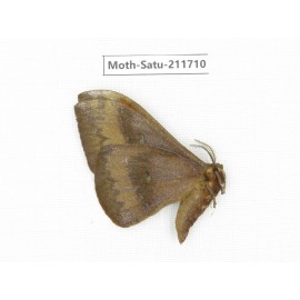 Cricula andrei. China, Yunnan, Zhaotong area, Yiliang county. 1Pcs. Moth-Satu-211710.