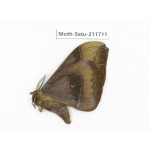 Cricula andrei. China, Yunnan, Zhaotong area, Yiliang county. 1Pcs. Moth-Satu-211711.