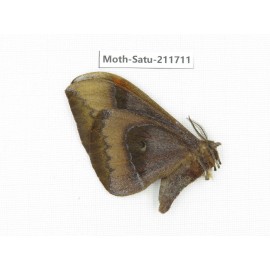 Cricula andrei. China, Yunnan, Zhaotong area, Yiliang county. 1Pcs. Moth-Satu-211711.