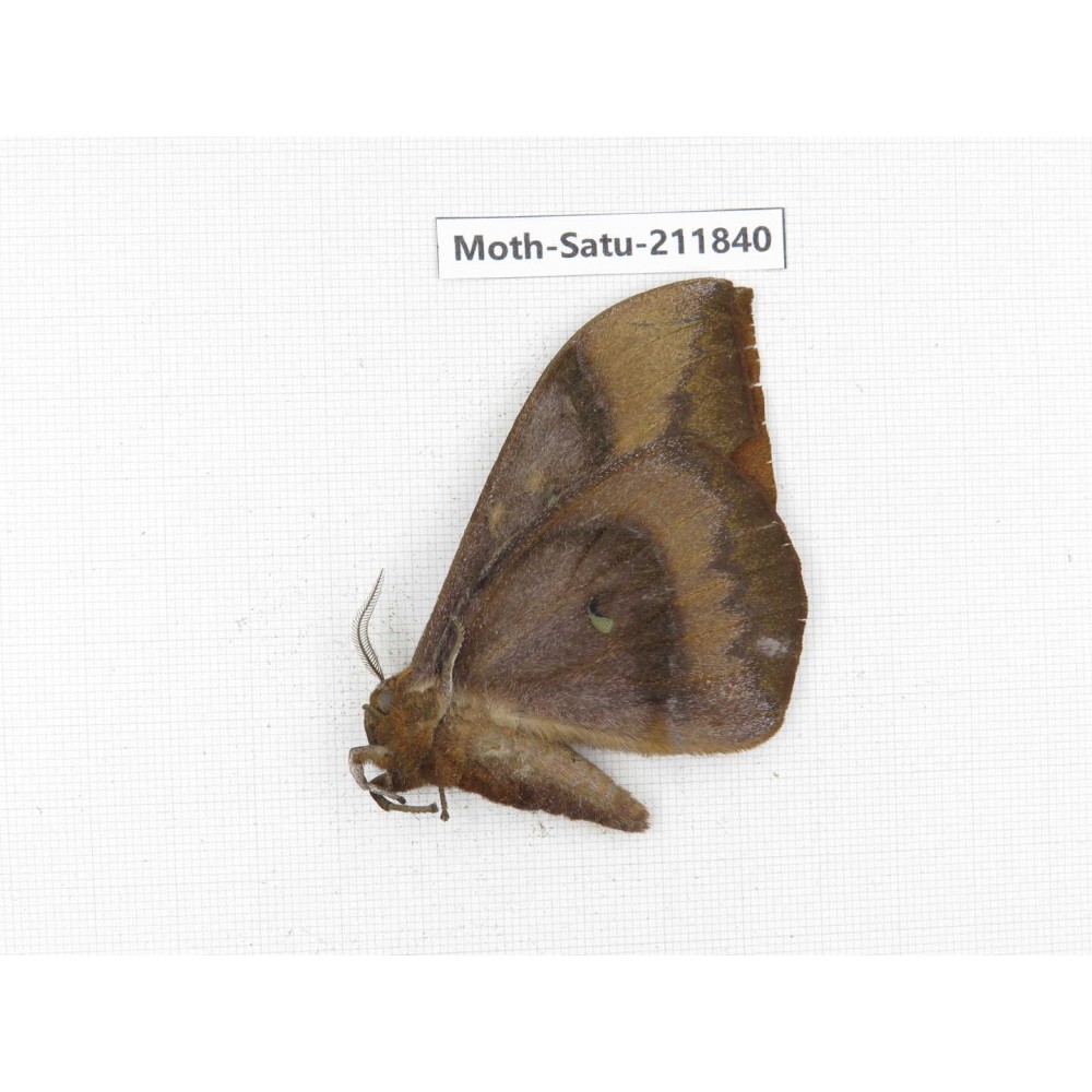 Cricula andrei. China, Yunnan, Zhaotong area, Yiliang county. 1Pcs. Moth-Satu-211840.