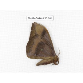 Cricula andrei. China, Yunnan, Zhaotong area, Yiliang county. 1Pcs. Moth-Satu-211840.
