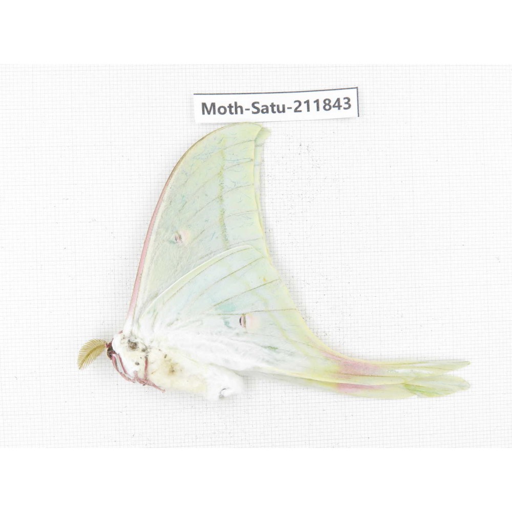 Cricula andrei. China, Yunnan, Zhaotong area, Yiliang county. 1Pcs. Moth-Satu-211843.