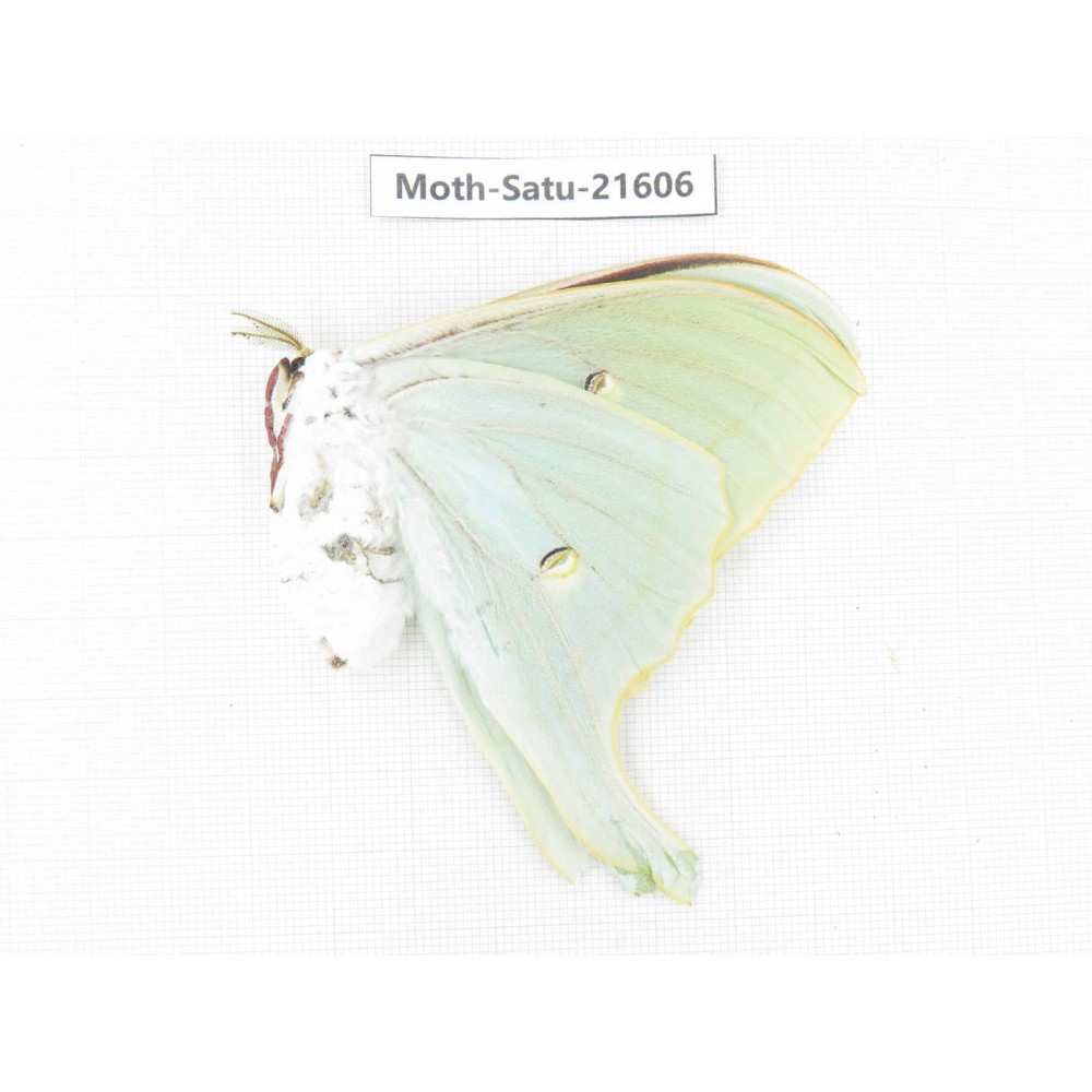 Actias ningpoana. China, Zhejiang, Ningbo, Cixi. 1Pcs. Moth-Satu-21606.