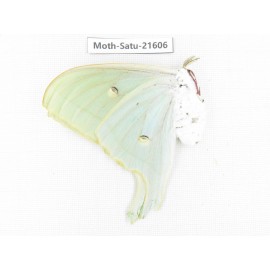 Actias ningpoana. China, Zhejiang, Ningbo, Cixi. 1Pcs. Moth-Satu-21606.