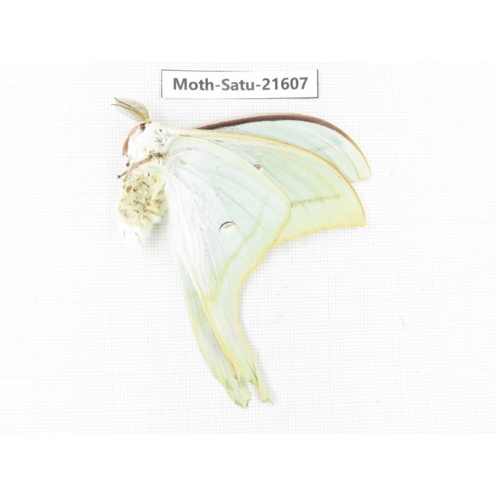 Actias ningpoana. China, Zhejiang, Ningbo, Cixi. 1Pcs. Moth-Satu-21607.