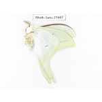 Actias ningpoana. China, Zhejiang, Ningbo, Cixi. 1Pcs. Moth-Satu-21607.
