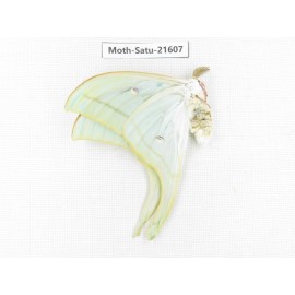 Actias ningpoana. China, Zhejiang, Ningbo, Cixi. 1Pcs. Moth-Satu-21607.