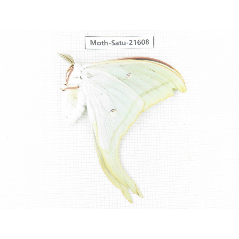 Actias ningpoana. China, Zhejiang, Ningbo, Cixi. 1Pcs. Moth-Satu-21608.
