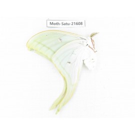 Actias ningpoana. China, Zhejiang, Ningbo, Cixi. 1Pcs. Moth-Satu-21608.