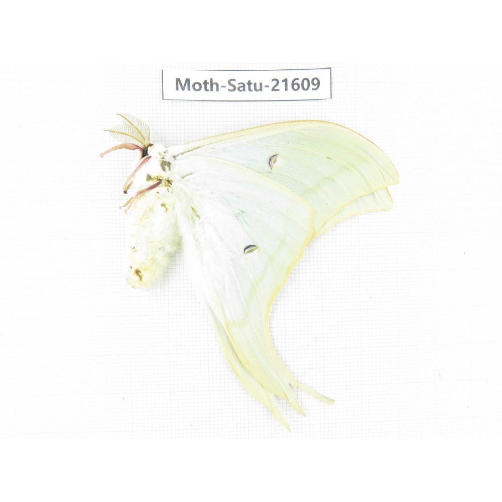 Actias ningpoana. China, Zhejiang, Ningbo, Cixi. 1Pcs. Moth-Satu-21609.