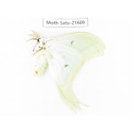 Actias ningpoana. China, Zhejiang, Ningbo, Cixi. 1Pcs. Moth-Satu-21609.