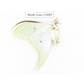 Actias ningpoana. China, Zhejiang, Ningbo, Cixi. 1Pcs. Moth-Satu-21609.
