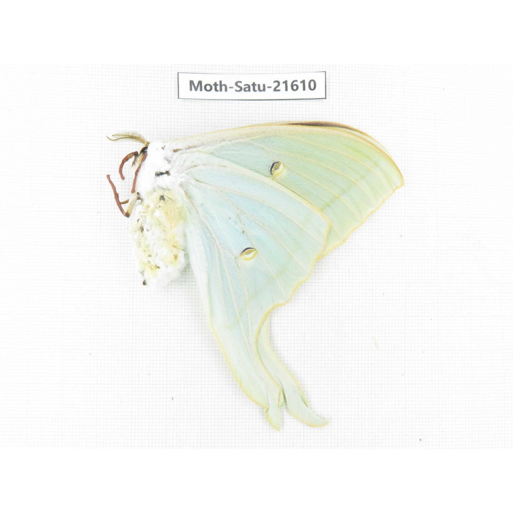 Actias ningpoana. China, Zhejiang, Ningbo, Cixi. 1Pcs. Moth-Satu-21610.