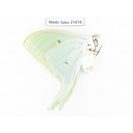 Actias ningpoana. China, Zhejiang, Ningbo, Cixi. 1Pcs. Moth-Satu-21610.