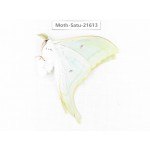 Actias ningpoana. China, Zhejiang, Ningbo, Cixi. 1Pcs. Moth-Satu-21613.