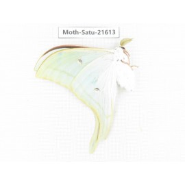 Actias ningpoana. China, Zhejiang, Ningbo, Cixi. 1Pcs. Moth-Satu-21613.