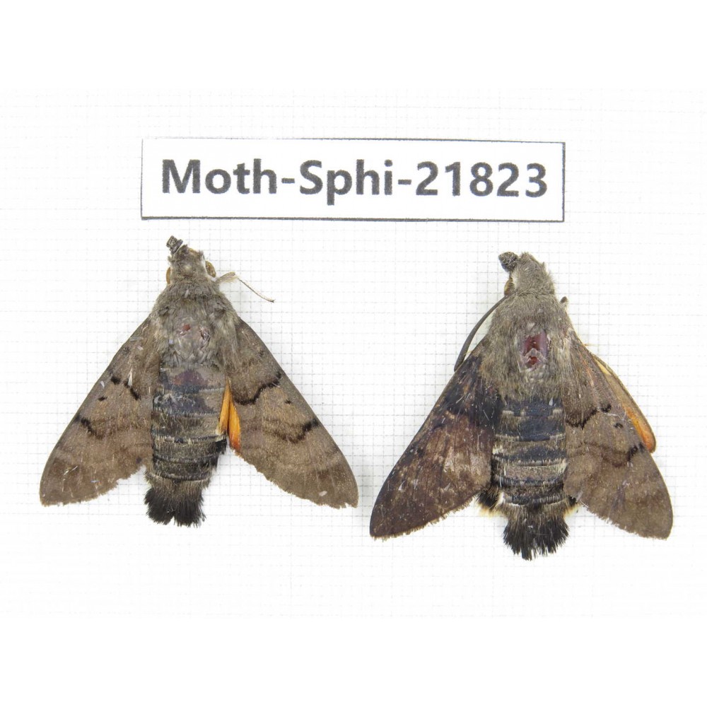 Sphingidae sp. China, Anhui, Hefei. 2M. Moth-Sphi-21823.