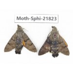 Sphingidae sp. China, Anhui, Hefei. 2M. Moth-Sphi-21823.