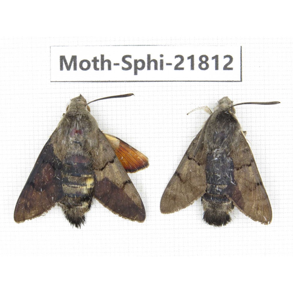 Sphingidae sp. China, Anhui, Hefei. 2M. Moth-Sphi-21812.