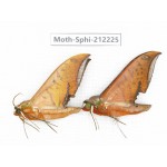 Sphingidae sp. China, Guangxi, Chongzuo, Longzhou county. 2Pcs. Moth-Sphi-212225.