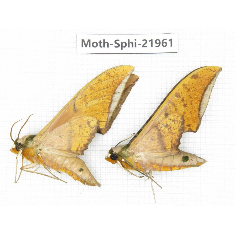 Sphingidae sp. China, Guangxi, Guilin, Longsheng county, Weijiang town. 2Pcs. Moth-Sphi-21961.