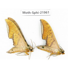 Sphingidae sp. China, Guangxi, Guilin, Longsheng county, Weijiang town. 2Pcs. Moth-Sphi-21961.