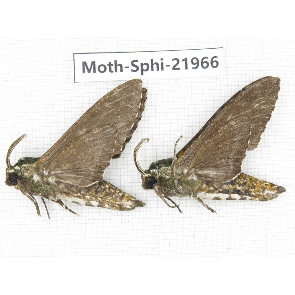 Sphingidae sp. China, Guangxi, Guilin, Longsheng county, Weijiang town. 2Pcs. Moth-Sphi-21966.