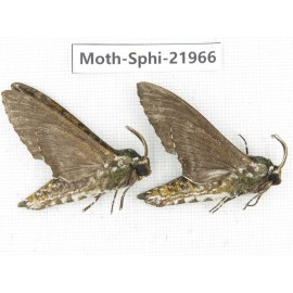 Sphingidae sp. China, Guangxi, Guilin, Longsheng county, Weijiang town. 2Pcs. Moth-Sphi-21966.