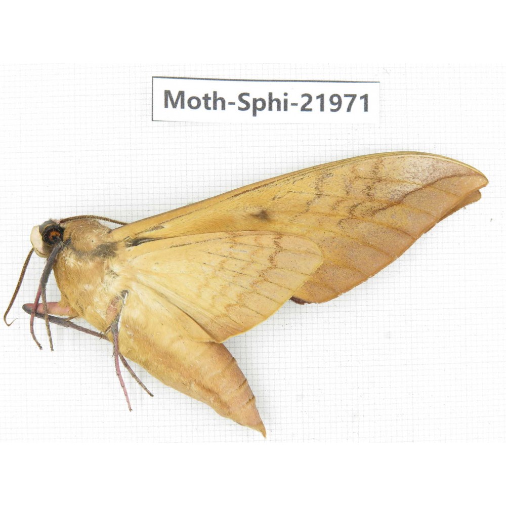 Sphingidae sp. China, Guangxi, Guilin, Longsheng county, Weijiang town. 1Pcs. Moth-Sphi-21971.