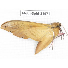 Sphingidae sp. China, Guangxi, Guilin, Longsheng county, Weijiang town. 1Pcs. Moth-Sphi-21971.